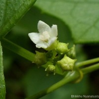 Zehneria bodinieri (H.Lév.) W.J.de Wilde & Duyfjes